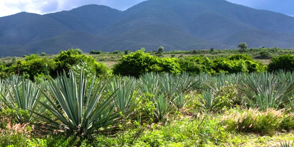 Aloe vera anpflanzen