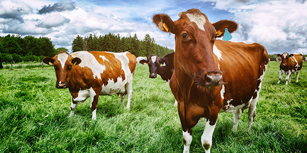 Kühe auf der Weide: Rohstoff für nu3 grass-fed Collagen