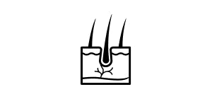 Hautschichten mit Haaren