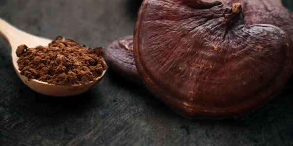 Kakaopulver und Kakaobohne